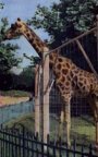 Girafe jardin zoologique